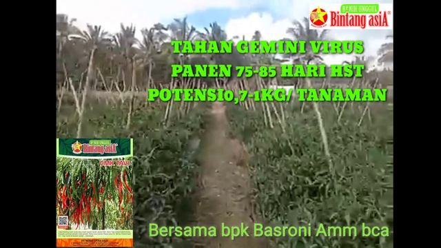 Keunggulan cabe cmk tavi, bca смотреть онлайн