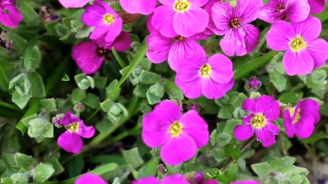 ОБРИЕТА- ЭТО МНОГОЛЕТНЕЕ ПОЧВОПОКРОВНОЕ РАСТЕНИЕ смотреть онлайн