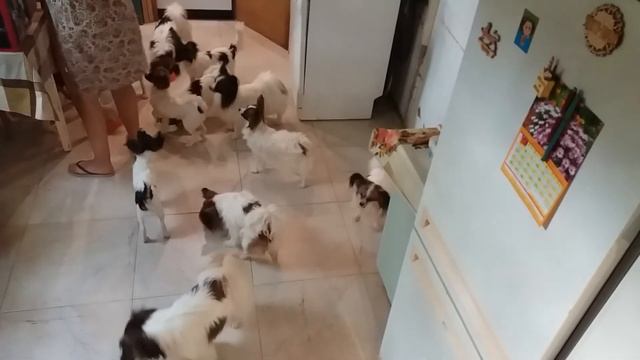 Вечерняя кормежка в Аль де Лион смотреть онлайн