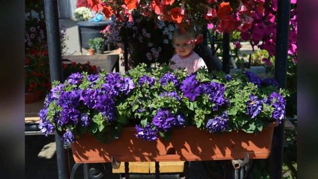 Мир цветов и море позитива смотреть онлайн