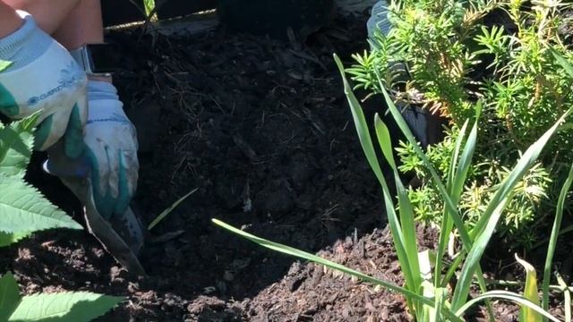 PowWow White Echinacea (Coneflower) смотреть онлайн