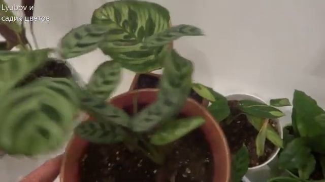 Комнатные цветы/Марантовые/Пересадка растений/Калатеи/Осень 2019 смотреть онлайн