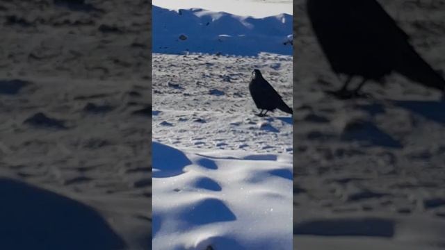 Ворон и печеньки смотреть онлайн