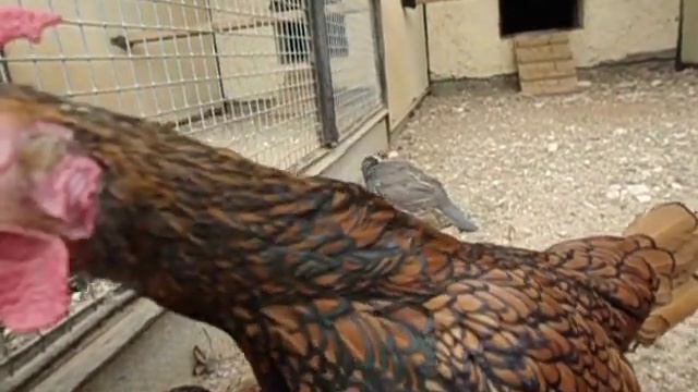 Голуби и куры смотреть онлайн