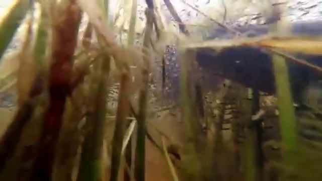 Змееголов и его обитания Приморский Край #ПРОСТАЯРЫБАЛКА смотреть онлайн