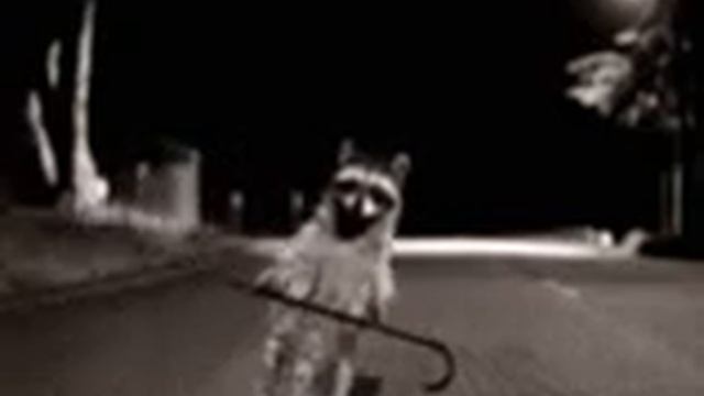 Танцующий енот! смотреть онлайн