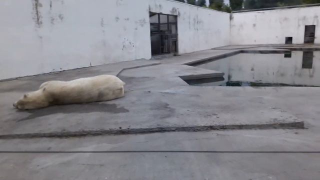Белый медведь в зоопарке Ростова. смотреть онлайн