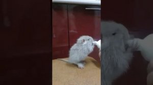 Кормим нутрию молоком (2 месяца спустя)