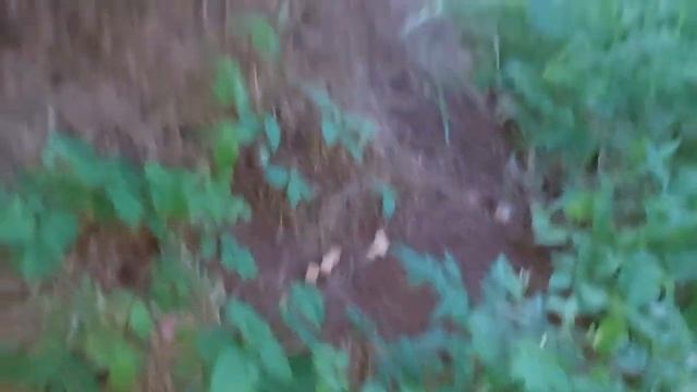 "СИЛЬНЫЙ ДЕНЕЖНЫЙ ЗАГОВОР НА МУРАВЕЙНИК" ДЛЯ ВСЕХ. ВЕДЬМИНА ИЗБА. ИНГА ХОСРОЕВА. смотреть онлайн