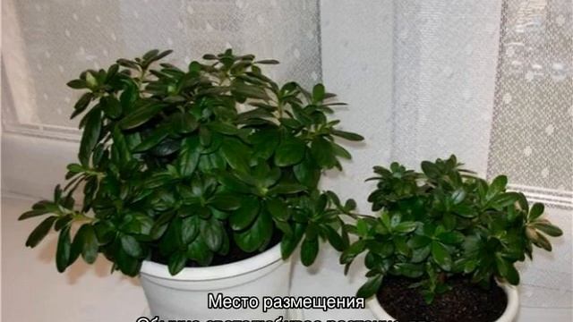 Азалия отцвела, что делать дальше — уход за растением после цветения смотреть онлайн