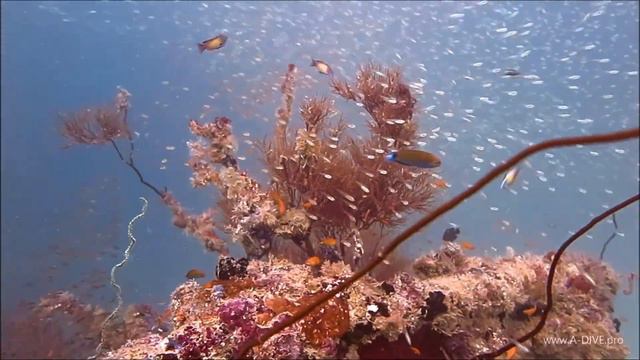 Diving in the Maldives, 2022 смотреть онлайн