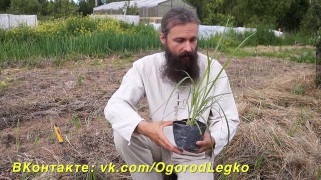 Миндаль в холодном климате - выращивание Чуфы смотреть онлайн