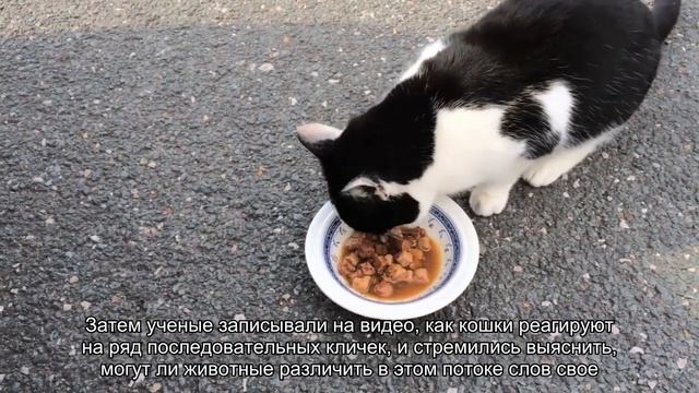 Почему кошки иногда не откликаются на свои имена смотреть онлайн