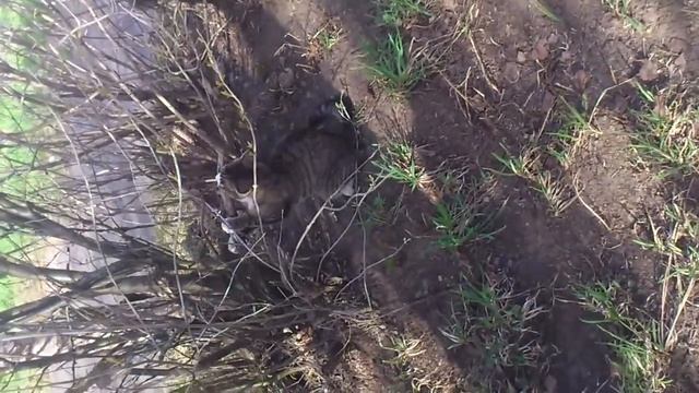 кот-бобёр смотреть онлайн