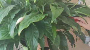 Женское счастье (спатифиллум) обрезка