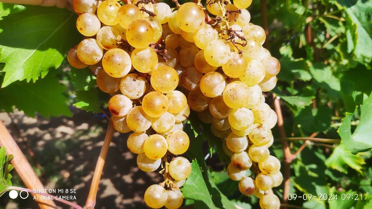 Виноград Цитронный Магарача и другие технические сорта для вина смотреть онлайн