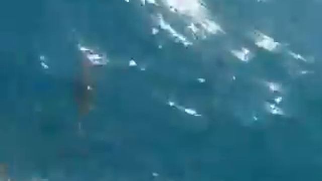 Дельфины в открытом море смотреть онлайн