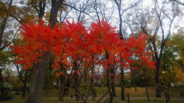 Яркие краски осени.Горсад и на бульваре