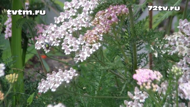 Много цветов 1 смотреть онлайн