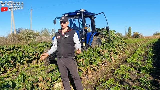??Технологія вирощування ГІГАНСЬКОГО кормового буряка.?? смотреть онлайн