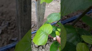 различие мужских и женских цветочных почек на киви