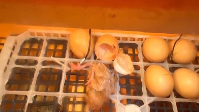 Вылупление птенцов из самодельного инкубатора смотреть онлайн