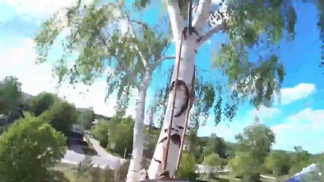 Спил дерева от первого лица вид с высоты Russian Arborist Saws A Tree At A Height