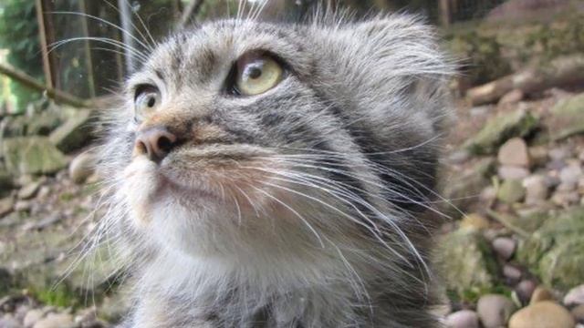 Дикй Кот Манул в домашних условиях | Условия и содержание Кота Манула | Манул домашний