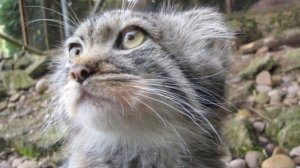 Дикй Кот Манул в домашних условиях | Условия и содержание Кота Манула | Манул домашний