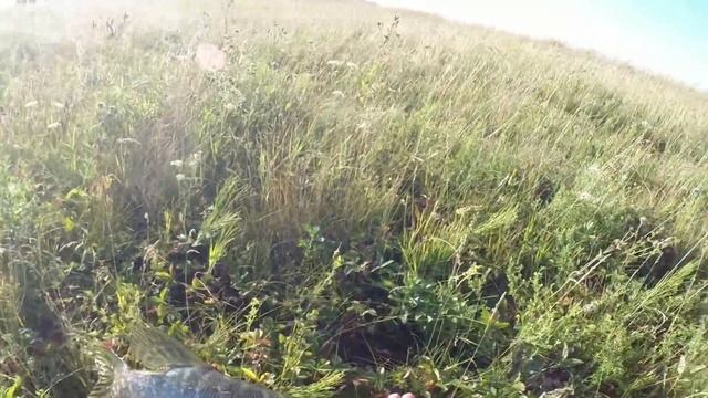 Ловля щуки на живца с берега. Супер уловистая снасть. смотреть онлайн