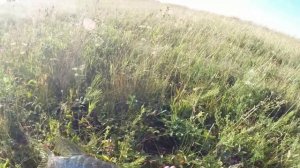 Ловля щуки на живца с берега. Супер уловистая снасть.