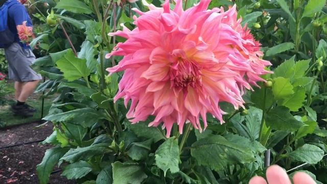 Георгины | Испытательный полигон Королевского Садоводческого Общества смотреть онлайн