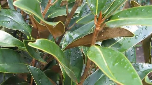 Magnolia Grandiflora Growing Guide (Southern Magnolia) By GardenersHQ