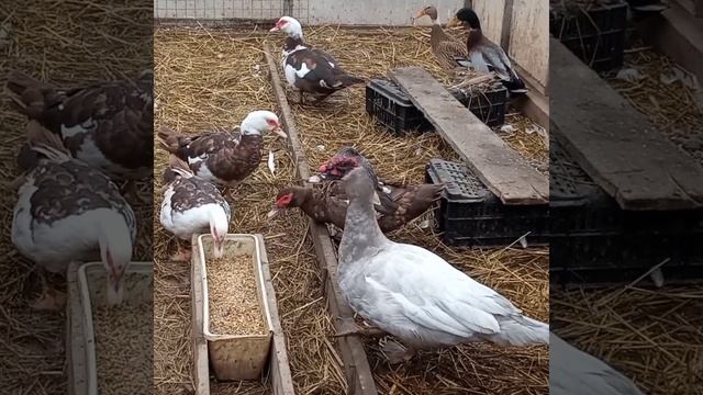 Содержание животных зимой на даче смотреть онлайн