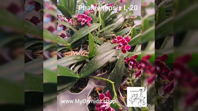 Phalaenopsis L-22 Yaphon Parfüm x Taida Perl "Yaphon" ES смотреть онлайн