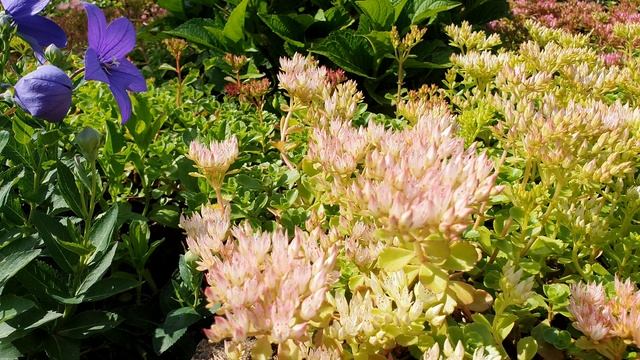 Очиток ложный и много насекомых. Очиток ложный на даче. Дачный участок в Германии. 4K видео смотреть онлайн