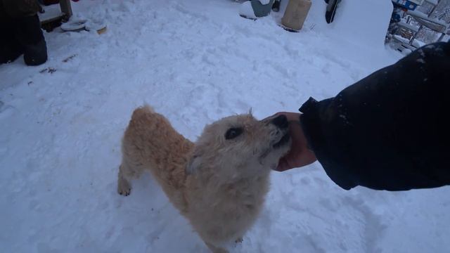 Животный мир нижнего уровня городка территория контачей Станция Джебь. 27 10 2020 год смотреть онлайн