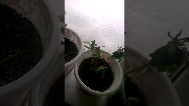 комнатные цветы смотреть онлайн