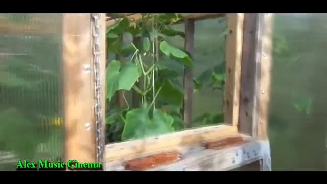 Изготовление теплицы из поликарбоната своими руками_В гостях на даче у Алексея и Нины смотреть онлайн