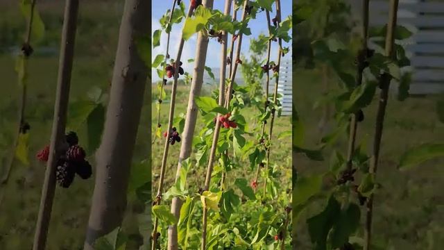 шелковица в Московской области даёт урожай #дача #деревня #шелковица #кошлаково #украина #выходные смотреть онлайн