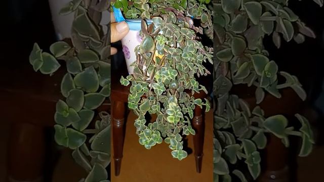 Crassula pellucida variegasa y portulacari verde Esmeralda. смотреть онлайн