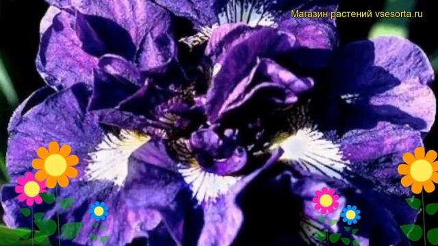 Ирис сибирский Каблей. Краткий обзор, описание характеристик iris sibirica Kabluey смотреть онлайн