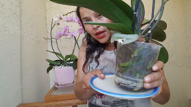 ORQUIDEAS 7 ERRORES QUE LAS ARRUINAN смотреть онлайн