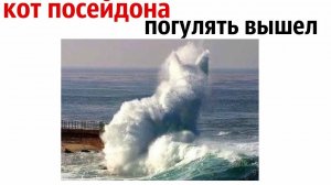 Сильные приколы с котами [Черный кот]