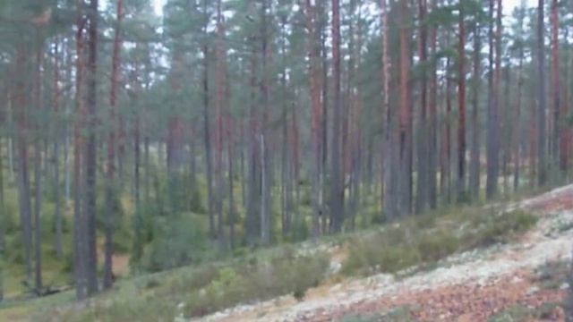 ежовик пёстрый,лечебный гриб смотреть онлайн