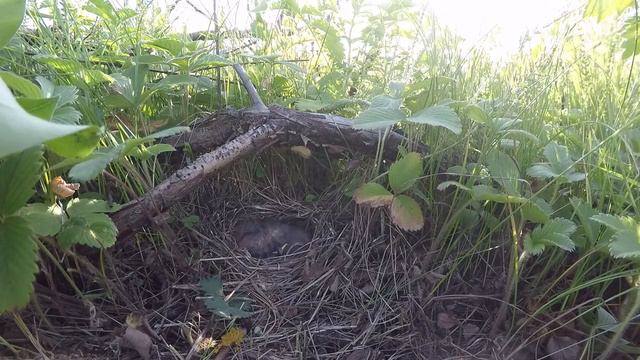 Овсянка садовая №150604 2 у башни 150619 2 смотреть онлайн