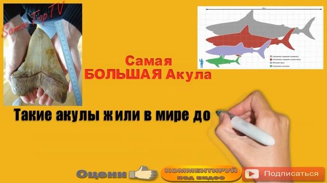 Самые Большие животные в МИРЕ (ТОП5) Самое Интересное смотреть онлайн