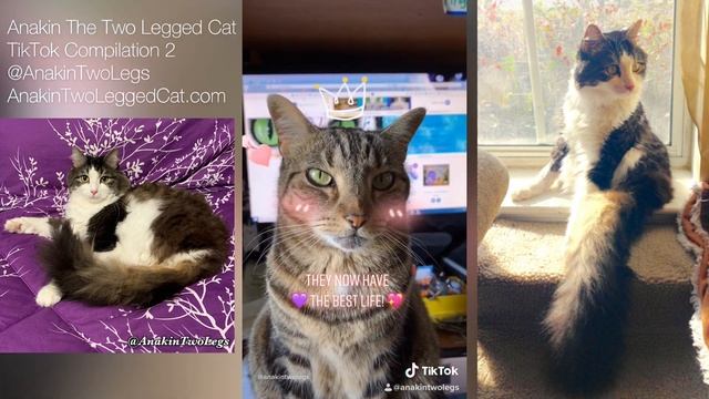 Anakin The Two Legged Cat TikTok Compilation 2 смотреть онлайн