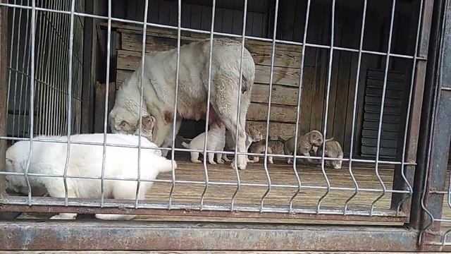Щенки питомника САО Гарджи Хан,помет Л, возраст 3 недели. 89068902633 смотреть онлайн