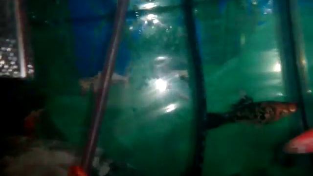 Сказка про рыбку ванюшку смотреть онлайн